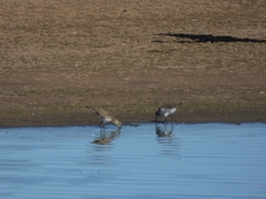 Calidris fuscicollis