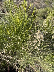 Baccharis sarothroides