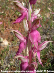 Anacamptis coriophora