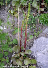 Umbilicus horizontalis