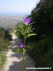 Convolvulus pentapetaloides