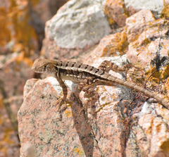 Sceloporus utiformis