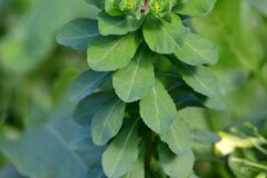 Euphorbia helioscopia