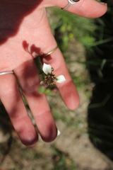 Moraea tricuspidata