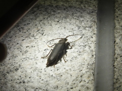 Arhopalus rusticus