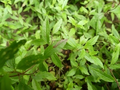 Phytomyza crassiseta