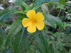 Turnera ulmifolia
