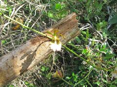 Encyclia altissima