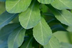 Euphorbia helioscopia
