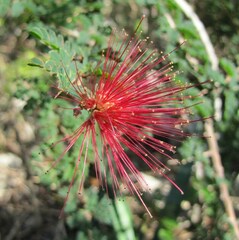 Mimosa bahamensis