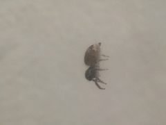 Mexigonus