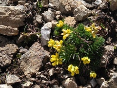 Draba aizoides