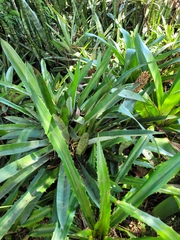 Quesnelia quesneliana