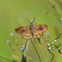 Theagenes dichrous