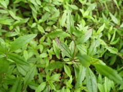 Phytomyza crassiseta