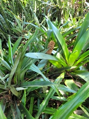 Quesnelia quesneliana