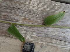 Smilax havanensis
