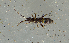 Orchesella cincta