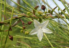 Jacquemontia havanensis