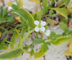 Cakile lanceolata
