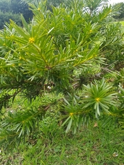 Podocarpus
