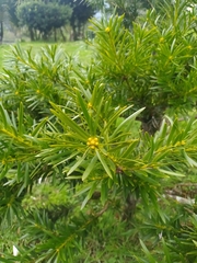 Podocarpus