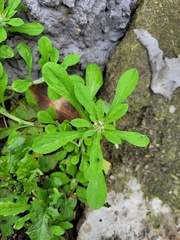 Gamochaeta pensylvanica