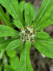 Gamochaeta pensylvanica