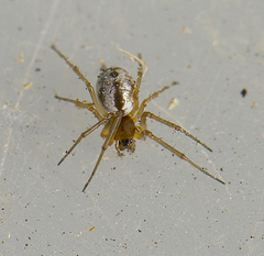 Stemonyphantes lineatus