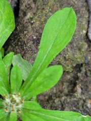 Gamochaeta pensylvanica