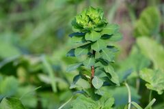 Euphorbia helioscopia