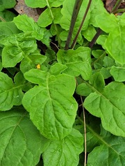 Youngia japonica