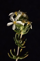 Leptosiphon nuttallii pubescens