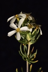 Leptosiphon nuttallii pubescens