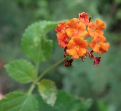 Lantana bahamensis