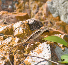 Sceloporus utiformis