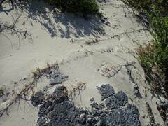 Sporobolus virginicus