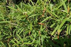 Croton linearis