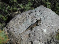 Gallotia stehlini