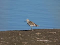 Calidris fuscicollis
