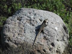 Gallotia stehlini