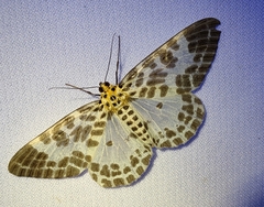 Pogonopygia nigralbata