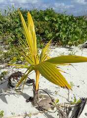 Cocos nucifera