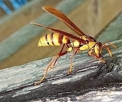Polistes carnifex carnifex