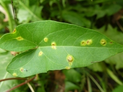 Puccinia convolvuli