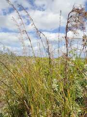 Cladium mariscus
