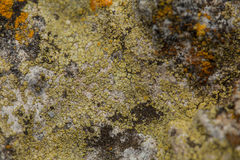 Flavoplaca citrina