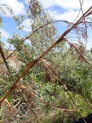 Cladium mariscus