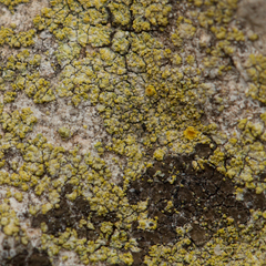 Flavoplaca citrina