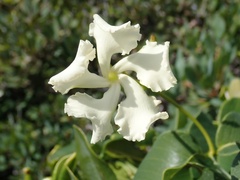 Echites umbellatus